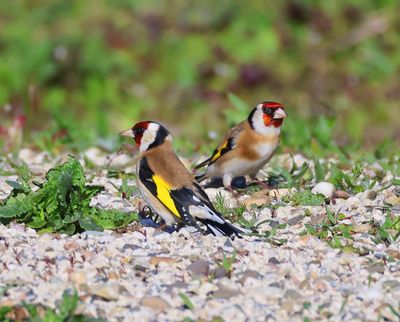 Putters - European Goldfinches