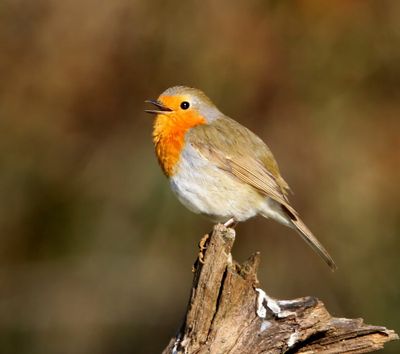 Roodborst - European Robin