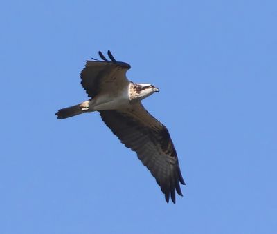 Visarend - Osprey