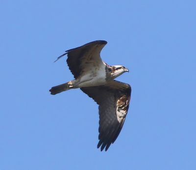Visarend - Osprey