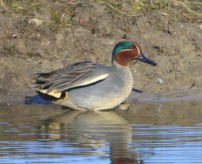 Wintertaling - Common Teal