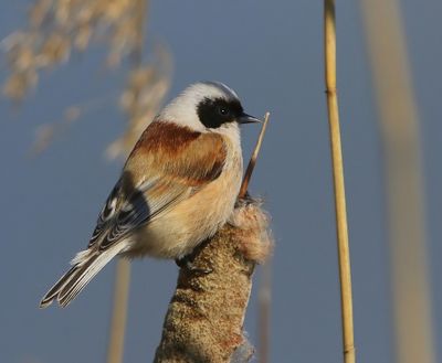 Buidelmees - Eurasian Penduline Tit