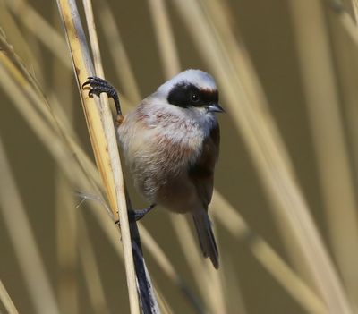 Buidelmees - Eurasian Penduline Tit