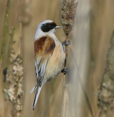 Buidelmees - Eurasian Penduline Tit
