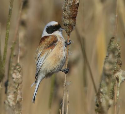Buidelmees - Eurasian Penduline Tit