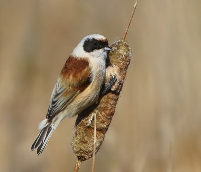 Buidelmees - Eurasian Penduline Tit