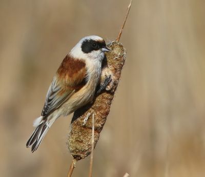 Buidelmees - Eurasian Penduline Tit
