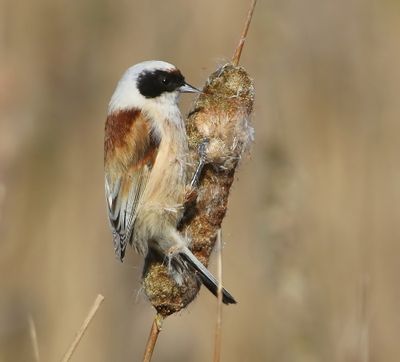 Buidelmees - Eurasian Penduline Tit