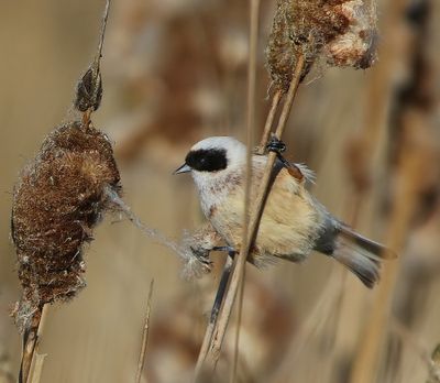 Buidelmees - Eurasian Penduline Tit