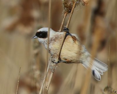 Buidelmees - Eurasian Penduline Tit