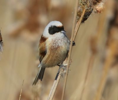 Buidelmees - Eurasian Penduline Tit