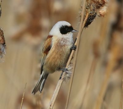 Buidelmees - Eurasian Penduline Tit