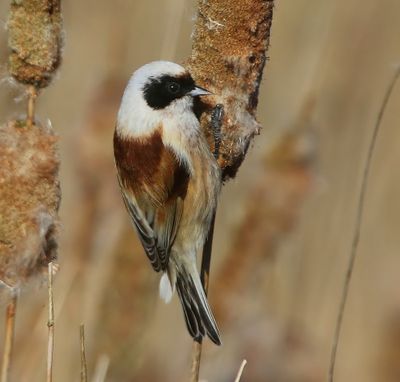 Buidelmees - Eurasian Penduline Tit