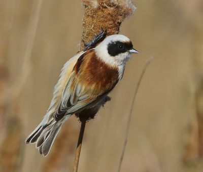 Buidelmees - Eurasian Penduline Tit
