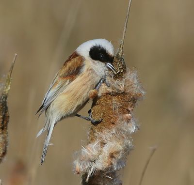 Buidelmees - Eurasian Penduline Tit