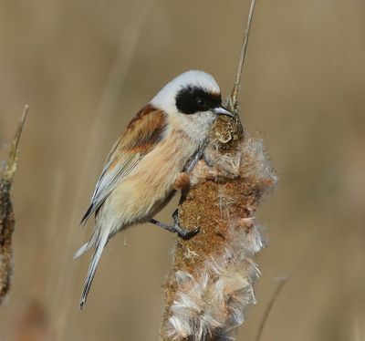 Buidelmees - Eurasian Penduline Tit