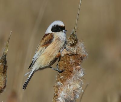 Buidelmees - Eurasian Penduline Tit