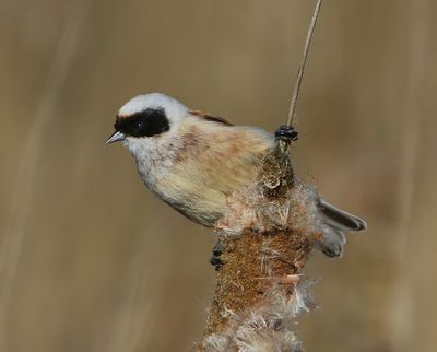 Buidelmees - Eurasian Penduline Tit