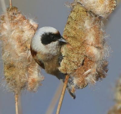 Buidelmees - Eurasian Penduline Tit