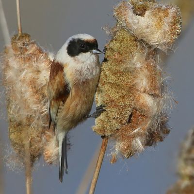 Buidelmees - Eurasian Penduline Tit