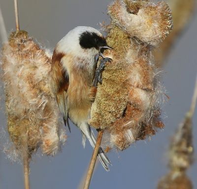 Buidelmees - Eurasian Penduline Tit