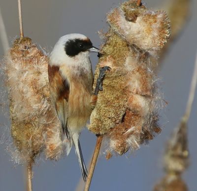 Buidelmees - Eurasian Penduline Tit