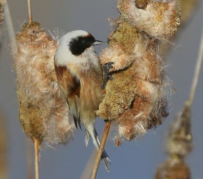 Buidelmees - Eurasian Penduline Tit