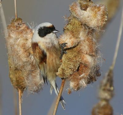 Buidelmees - Eurasian Penduline Tit