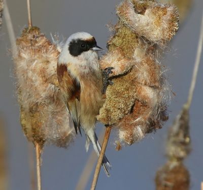 Buidelmees - Eurasian Penduline Tit