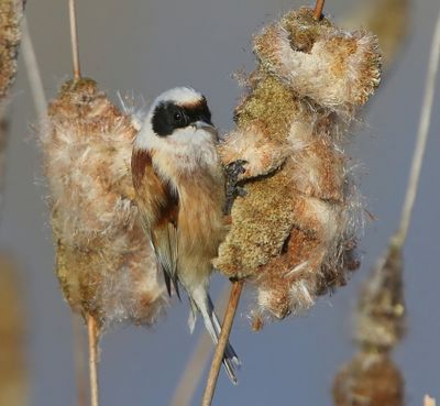 Buidelmees - Eurasian Penduline Tit