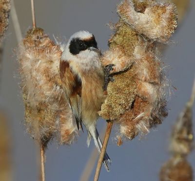 Buidelmees - Eurasian Penduline Tit