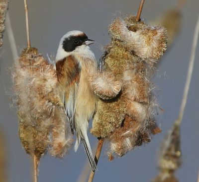 Buidelmees - Eurasian Penduline Tit