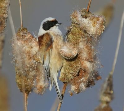 Buidelmees - Eurasian Penduline Tit