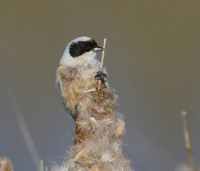 Buidelmees - Eurasian Penduline Tit