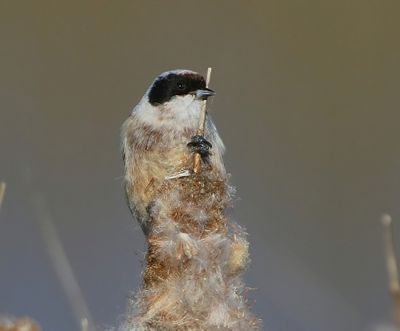 Buidelmees - Eurasian Penduline Tit