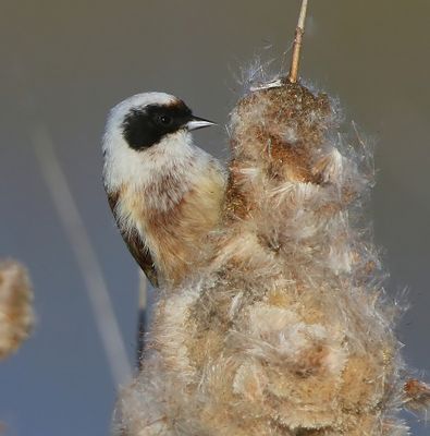 Buidelmees - Eurasian Penduline Tit