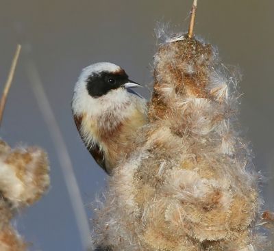 Buidelmees - Eurasian Penduline Tit
