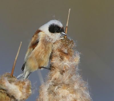 Buidelmees - Eurasian Penduline Tit