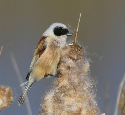 Buidelmees - Eurasian Penduline Tit