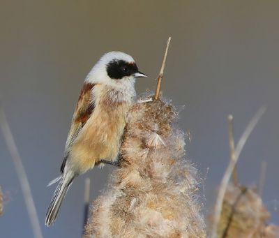 Buidelmees - Eurasian Penduline Tit