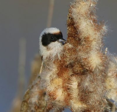 Buidelmees - Eurasian Penduline Tit