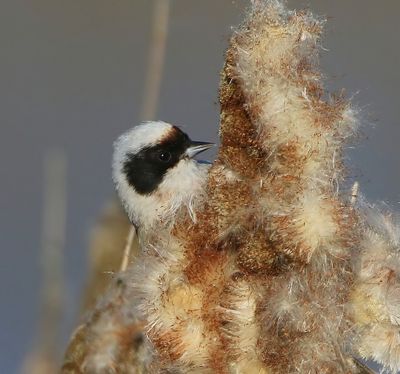 Buidelmees - Eurasian Penduline Tit