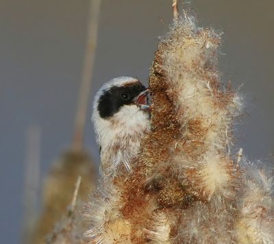 Buidelmees - Eurasian Penduline Tit
