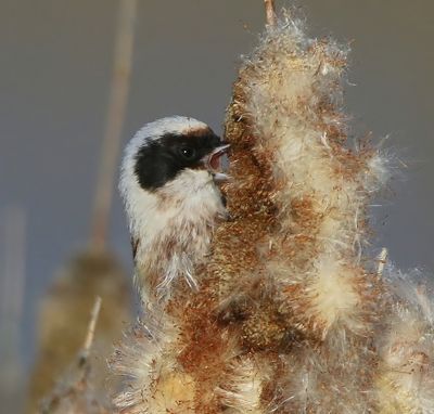 Buidelmees - Eurasian Penduline Tit