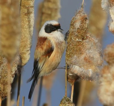 Buidelmees - Eurasian Penduline Tit