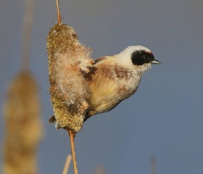 Buidelmees - Eurasian Penduline Tit