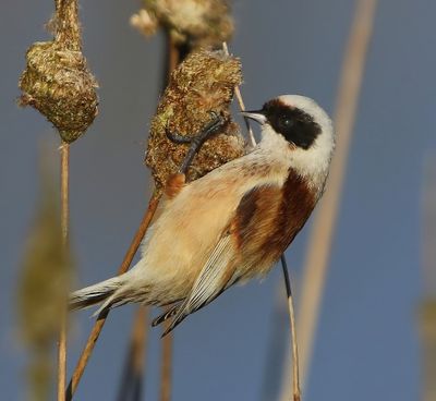 Buidelmees - Eurasian Penduline Tit