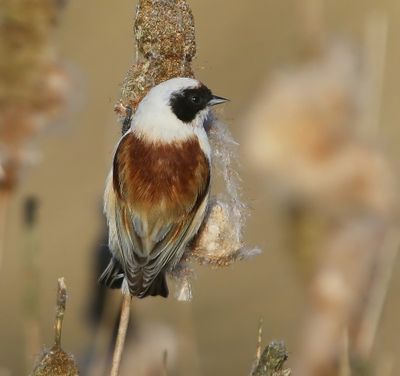 Buidelmees - Eurasian Penduline Tit
