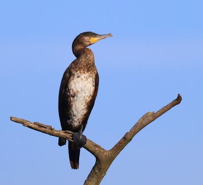 Aalscholver - Great Cormorant