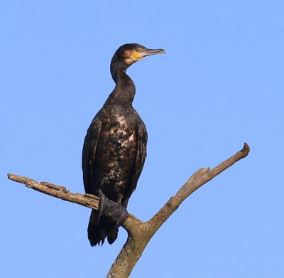 Aalscholver - Great Cormorant